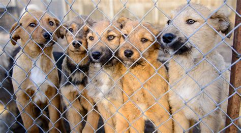 5 Ways To Help Your Local Animal Shelter During The Covid 19 Pandemic