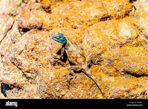 Southern Rock Agama Lizard Or Agama Atra With Its Blue Metallic