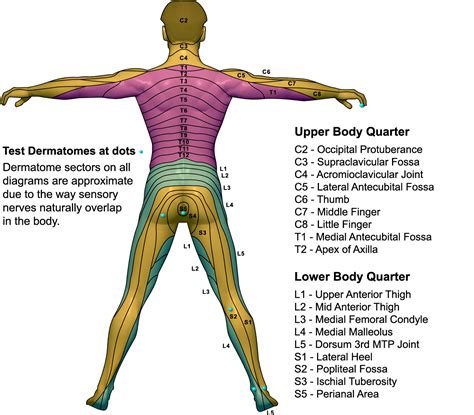 Cervical Spine Anatomy Video Dermatomes Chart And Map Sexiz Pix