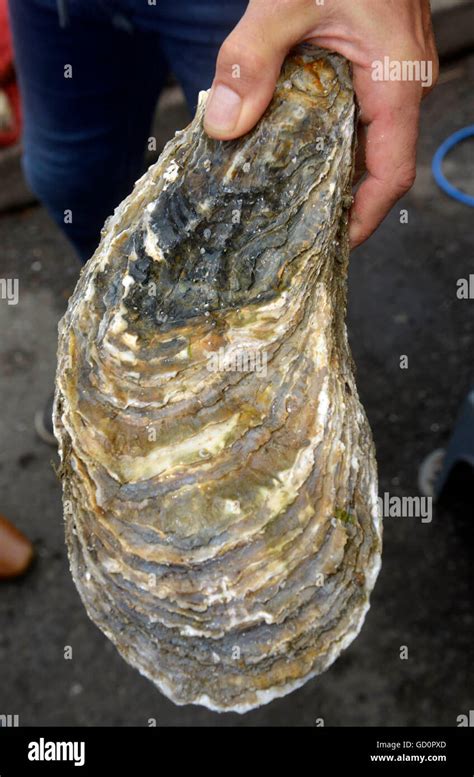 Weymouth Uk 10th July 2016 The Worlds Largest Oyster Weighing In At 215 Kilos Was