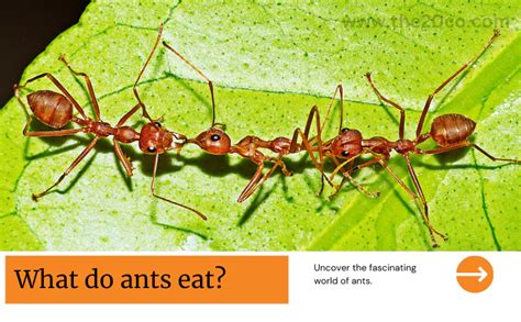 Intricate Insights Ant Diets Pest Strategies And Home Harmony The20co