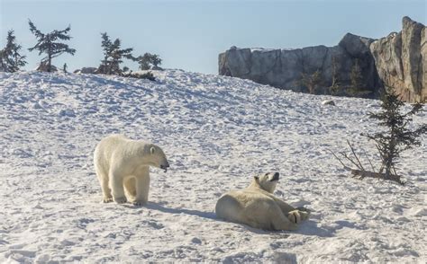 10 Unique Facts About Arctic Animals Animal Lova