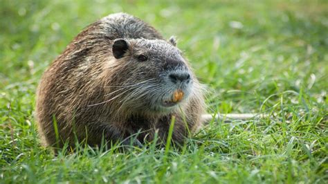 Nutria The Invasive Unusually Large Rodents Live Science