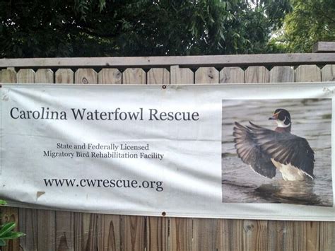 Bird Rescue Rescue Migratory Birds Waterfowl
