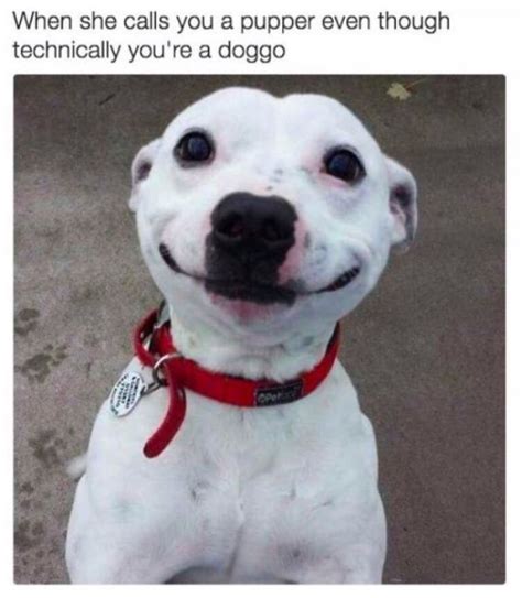 50 Of The Happiest Dog Memes Ever That Will Make You Smile From Ear To
