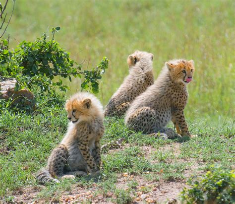 Baby Cheetahs In The Wild