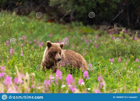 Grizzly Bear On A Meadow Stock Photo Image Of Danger 156085710