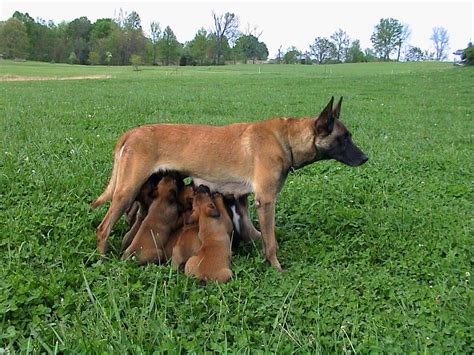 Take a moment and browse all the dog breeds we have available in texas. Belgian Malinois Puppies for sale