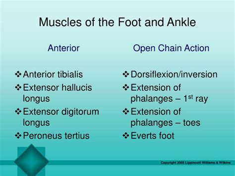 Ppt Chapter 22 The Ankle And Foot Powerpoint Presentation Id6696267