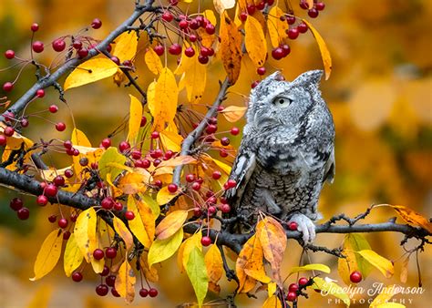 Eastern Screech Owl In Fall Foliage Jocelyn Anderson Photography