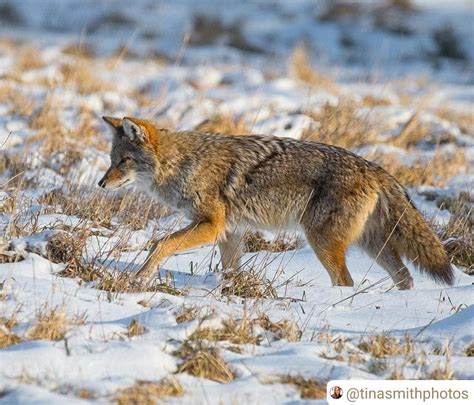 Coyote Watch Canada On Instagram Stunning Coyote Tinasmithphotos