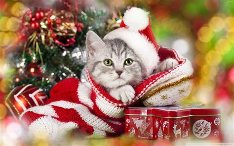 Christmas Cat Ultra Hd Desktop Background Wallpaper For Widescreen