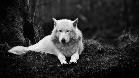Wolf Wolves Predator Carnivore