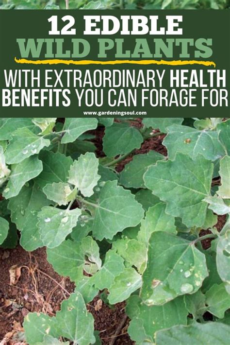 12 Edible Wild Plants With Extraordinary Health Benefits You Can Forage For