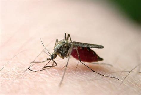 蚊虫叮咬过敏怎么办 被蚊子咬了怎么办健康腾讯网