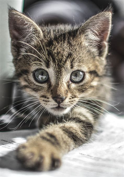 Kitten Cat Cute Free Photo On Pixabay