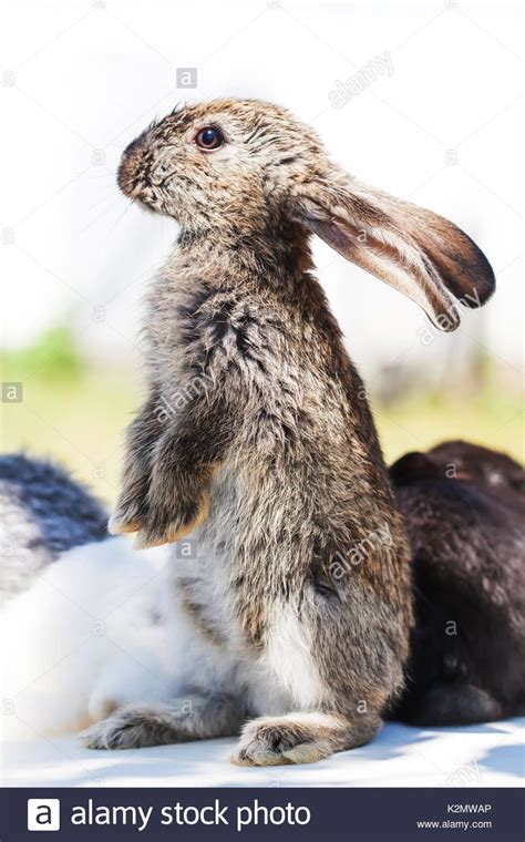 Download This Stock Image Standing Looking Fluffy Gray Rabbit Close