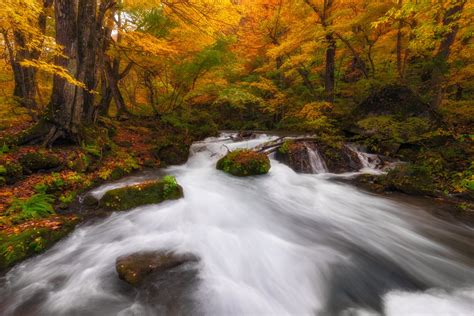 Stream In Autumn Forest