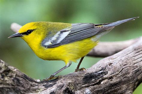 20 Best Birds To See In Ohio Ohio Birds Duck Species Backyard Birds