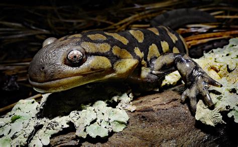 Eastern Tiger Salamander Ambystoma Tigrinum One Of 22 Ad Flickr