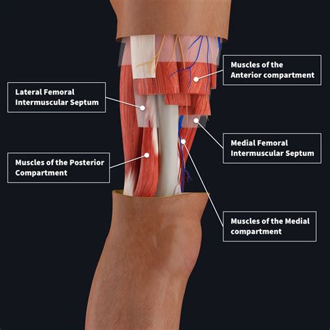 Anterior Upper Leg Muscles