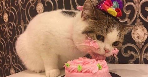 Cat Eating Some Cake On His Birthday Is Adorable Cute Cats And