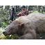 Montana Hunting Outfitter  Bear Trips Fall Spring Hunts