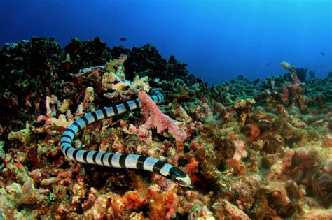 Sea Snake Facts 16 Facts About Sea Snakes