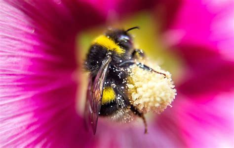 Пчёлы На Цветах Фото