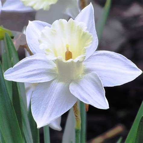 Mount Hood White Trumpet Daffodil