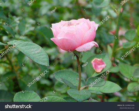 Pale Pink English Rose Side View Stock Photo 2209663749 Shutterstock