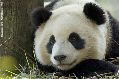 Giant Success For Giant Pandas Wwf