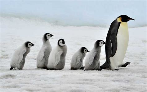 Pingüino Descripción Y Características Pinguinos Fotos De