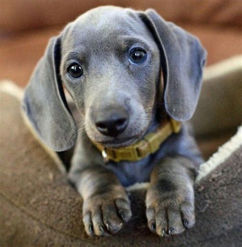 75 How To Get A Blue Dachshund Photo Bleumoonproductions