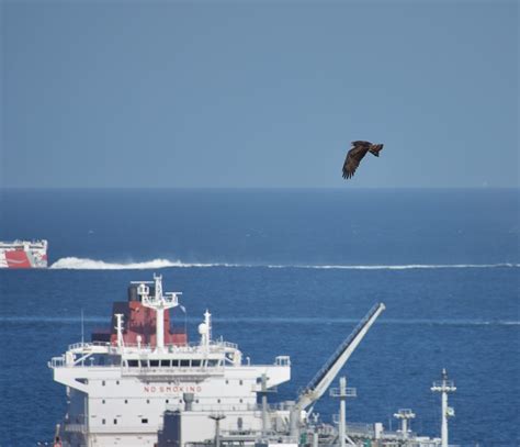 Short Toed Eagle Crossing The Straights Of Gibraltar Into Ivan