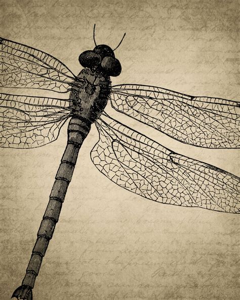 Vintage Dragonfly Art Dragonfly Print Wings Art Dragonfly Etsy