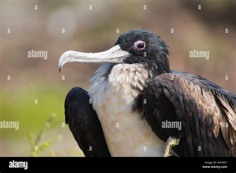 Frigate Bird Darwin Bay Genovesa Island Galapagos Stock Photo Alamy