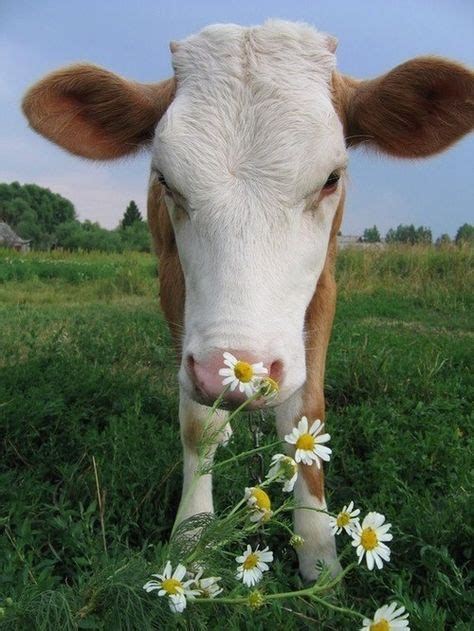 Die 17 Besten Bilder Zu Kälbchen In 2020 Kalb Süße Kühe Tiere