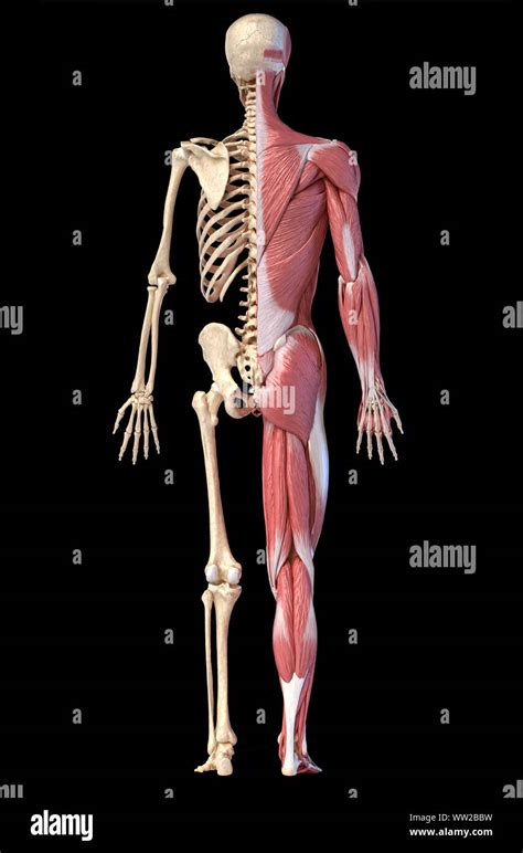 Il Corpo Umano 3dillustrazione Figura Intera Maschio Muscolare E