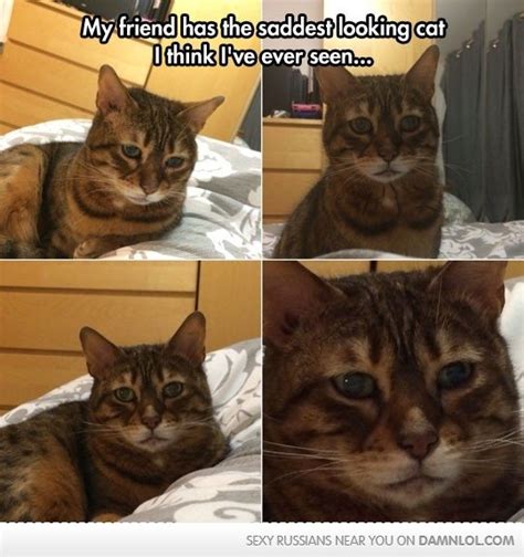 Sad Cat Face Meme Transparent