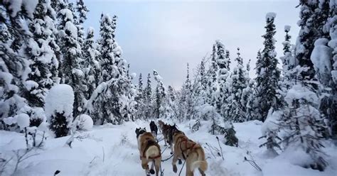 A Brief History Of Alaskas Official Sport Dog Mushing