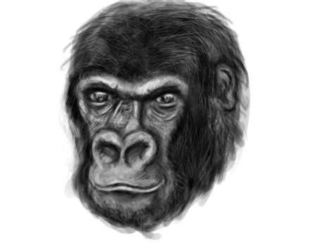 Monkey Sketch By Imdeerman On Deviantart