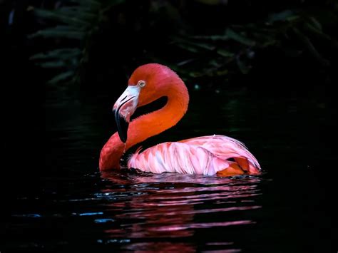 Flamingo Resting Smithsonian Photo Contest Smithsonian Magazine