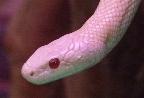 White Snake Iwakuni 岩国） Dan Flickr