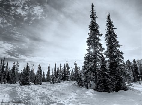 Download Wallpaper Forest Winter British Columbia Canada Free