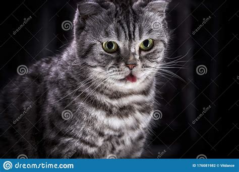 Funny Portrait Of A Scottish Gray Cat With Its Tongue Hanging Out