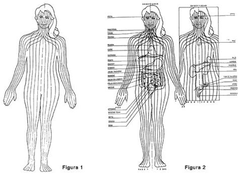 LA RIFLESSOLOGIA PLANTARE : IL PIEDE VISTO DAL ...
