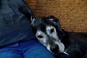 Senior Dogs, Part II: The Joys of Loving an Elderly Dog | VMBS News