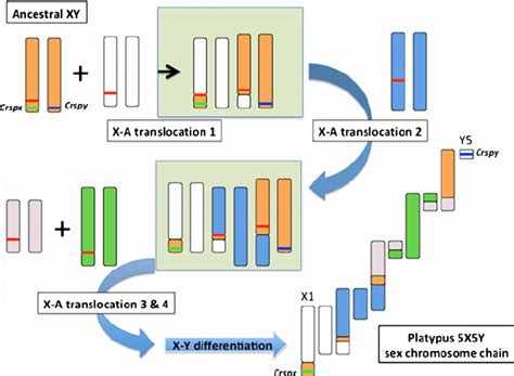 Evolution Of The Platypus Sex Chromosome Chain By Recurrent Reciprocal