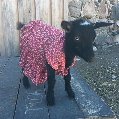 Halloween At Haute Goat Best Dressed Goat Contest Sign Up To Dress A Goat In The Most